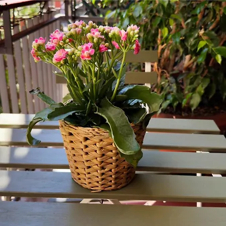 Apartament Petershouse Bari